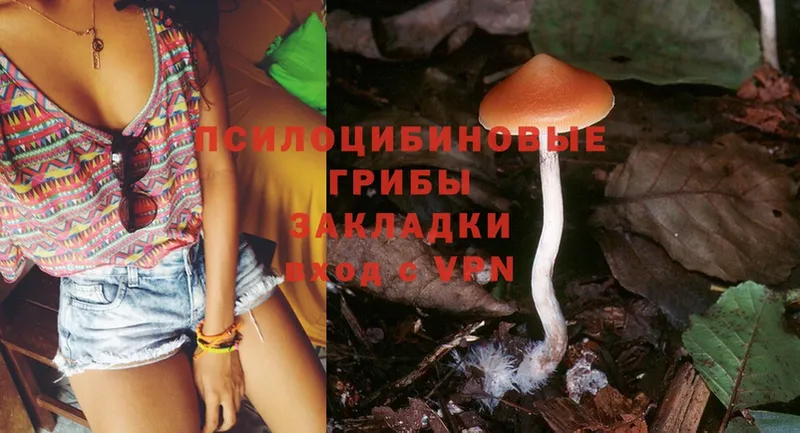 что такое   Рубцовск  Псилоцибиновые грибы Psilocybine cubensis 